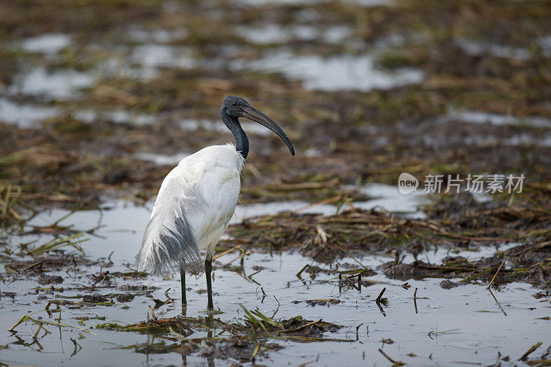 水鸟，成年黑头朱鹭(Threskiornis melanocephalus)，也被称为东方白朱鹭，印度白朱鹭和黑颈朱鹭。